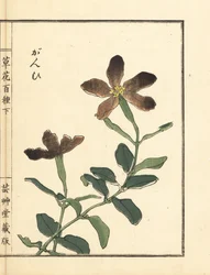 Ganpi eli saaliskärpänen, Lychnis-laji (silene) Kono Bairein käsivärillinen puupiirros Kusa Bana Hyakushusta (Sata kukkalajiketta).