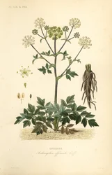 Garden Angelica tai villi selleri, Angelica archangelica, Archangelica officinalis, Angelique
