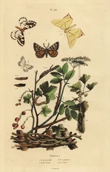 Geometriset perhoset