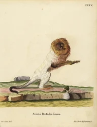 Kultainen leijonatamariini tai kultainen marmosetti, Leontopithecus rosalia. Uhanalainen. Simia rosalia Linn. Jakob Andreas Eisenmannin käsin tekemä kuparikaiverrus Jacques de Seven kuvituksen mukaan Johann Christian Daniel Schreberin teoksesta Animal Illu