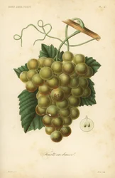 Rypäleet, Vitis vinifera