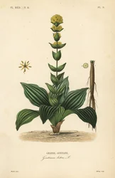 Suuri keltainen gentian, Gentiana lutea, Grande Gentian
