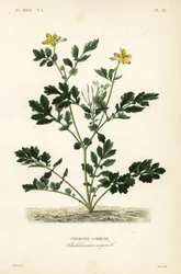 Selandiini, Chelidonium majus, Chelidoine