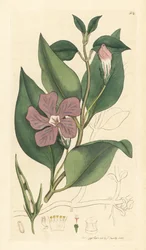 Vinca major (grande periwinkle) Käsinväritetty kuparipiirros James Sowerbyn piirroksen mukaan James Smithin englantilaista kasvitieteellistä teosta varten.