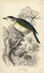 Viherpeippo, Pachyramphus viridis (Cuvier