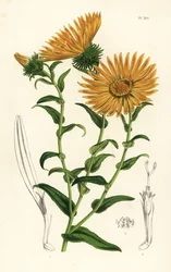 Grindelia grandiflora. Käsin väritetty litografia Louis van Houtten ja Charles Lemairen teoksesta Flowers of the Gardens and Hothouses of Europe, Flore des Serres et des Jardins de l