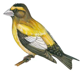 Gros bec errant - Iltapiippu (Coccothraustes vespertines)