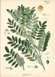 Guatemalalainen indigo tai pienilehtinen indigo, Indigofera suffruticosa (Indigofera anil). Kromolitografia kasvitieteellisen kuvituksen mukaan, joka on peräisin Hermann Adolph Koehlerin teoksesta Medicinal Plants, toimittanut Gustav Pabst, Koehler, Saksa.