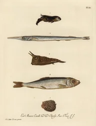 Kilohaili, Chelidonichthys-lajit 1, neulakala, Belone belone 2, pitkäsarvinen lehmäkala, Lactoria cornuta 3, silakka, Clupea harengus 4, ja piikkisika, Chilomycterus reticulatus 5. Käsinväritetty kuparipiirros, joka on tehty Johann