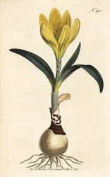Harvester - Syksyn narsissi, Sternbergia lutea (Keltainen amaryllis, Amaryllis lutea) - Käsin värjätty kuparilevyn kaiverrus William Curtis