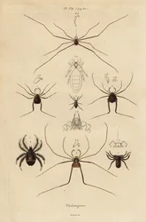 Harvestmen, harvesterit tai isän pitkäjalkaiset, Opiliones-lajit
