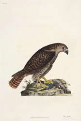 Haukka