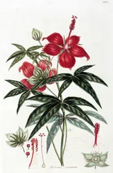 Hibiscus