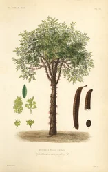 Kolmioka eli piikkinen kolmioka, Gleditsia triacanthos, Gleditschia triacanthos, kolmipiikkinen kuumepuu