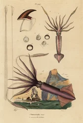 Humboldt-kalmari, Dosidicus Giant 1, ja Euroopan lentävä kalmari, Todarodes sagittatus 2. Ommastrephe geant, Ommastrephe des pecheurs