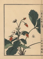 Ichigo eli mansikka, Fragaria ananassa. Kono Bairein käsin värjätty puupiirros teoksesta Kusa Bana Hyakushu (Sata kukkalajiketta), Tokio, Yamada.