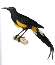 Kuvitus/Moho nobilis/Moho Hawaii