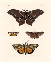Imbrasia epimethea (Saturnia epimethea) 1, vaaleanpunaraitainen tammenterhokoi, Anisota virginiensis (Dryocampa virginiensis) 2, Crameria aegocera (Aegocera amabilis) 3 ja Eudocima materna (Triphaena materna) 4. Käsin väritetty litografia John O. Westwoodi