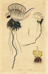 Intian ja Tyynenmeren portugalilainen sotamies, Physalia utriculus 1, Azorien sotamies, Physalia physalis 2 ja Siphonophora zoophyte, Physsophora disticha