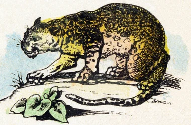J - Jaguar - Aakkoset - lasten viihdettä - Kuva epinal, suosittu sarja n. 1890 (kuva)