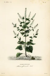 Jack-by-the-hedge tai valkosipulisinappi, Alliaria petiolata, Alliaria officinalis, Alliaire officinale