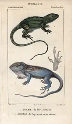 Jacky lashtail, Port Jackson agame, Amphibolurus muricatus, ja Cape dwarf gecko, Cape anolis, Lygodactylus capensis. Käsin värjätty kuparipiirros Jussieun "Luonnontieteiden sanakirjasta" 1816-1830. Kaloja ja matelijoita koskevat niteet