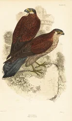 Kestrel, uros ja naaras, Falco tinnunculus, raunion edessä1889 (kaiverrus)