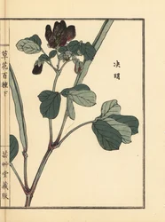 Ketsumei, kiinalainen senna tai sirppisenna, Senna obtusifolia. Kono Bairein käsin värjätty puupiirros teoksesta Kusa Bana Hyakushu (Sata kukkalajiketta), Tokio, Yamada.