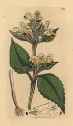 Suurikukkainen hamppunätti, Galeopsis speciosa (Galeopsis versicolor) (Galeopsis a fleurs panachees) Käsinväritetty kuparipiirros James Sowerbyn piirroksen mukaan James Smithin englantilaista kasvitieteellistä teosta varten.