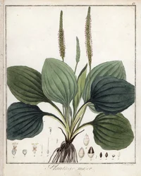 Suuri kasvipannu eli Plantain Major (tai lintujen kasvipannu) - F. Guimpelin litografia, otettu Friedrich Gottlob Haynesin (1763-1832) lääketieteellisestä kasvitieteellisestä julkaisusta, Berliini.