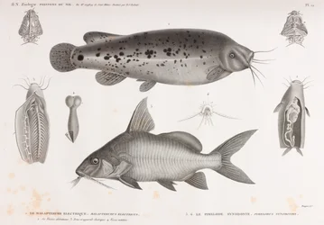 Electric Malapterure & The Synodont Pimelode