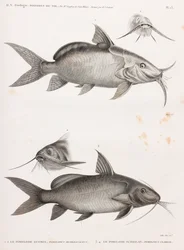 Le Pimedlode Guemel & Le Pimelode Scheilan