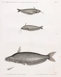 Oudney Catfish ja Schilbe Catfish