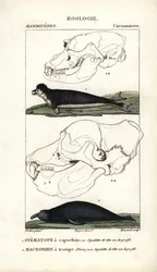 Le stematope à capuchon et le macrorhin a trompe ou elephant de mer - Eau forte Jean Gabriel Pretre (1780-1845), kaiverrettu Carnonkelin toimesta, Frederic Cuvierin luonnontieteiden sanakirjaan: nisäkkäät, toimittanut Pierre Jean Francois Turpin (1775-1840