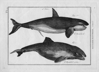 Tappajavalas ja valaanpyyntieläin teoksessa "Tableau Encyclopedique et Methodique des trois Regnes de la Nature", kirjoittanut Pierre Joseph Bonnaterre (1762-1804), Pariisi 1784.