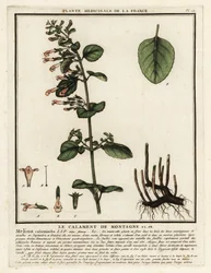 Pieni kalamintti, Clinopodium nepeta.