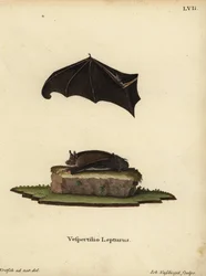 Pikkulepakko, Saccopteryx leptura. Vespertilio lepturus. Johann Nussbiegelin käsin värjätty kuparipiirros J.D. Kretschin luonnosta tekemän kuvituksen mukaan Johann Christian Daniel Schreberin teoksesta Animal Illustrations after Nature eli Schreb