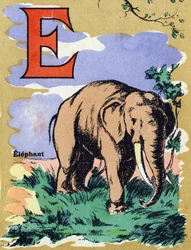E-kirjain kuin norsu. Kuvitettu aakkoset. Kuvat yhdistyivät Jarville-Nancyssa 1900-luvun alussa. Mitat: 40 x 29 cm. Litografia bistre-taustalla