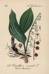 Laaksolilja, Convallaria majalis. Käsin väritetty litografia Diederich von Schlechtendalin teoksesta "Saksan kasvisto" (Flora von Deutschland), Jena.