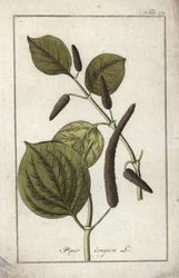 Pitkä pippuri (Piper longum). Litografia Johannes Zornin (1739-1799) teoksesta "Afbeelding der Artseny-Gewassen", Alankomaat.