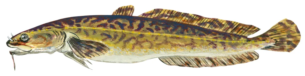 Lotte - Burbot (Lota lota)