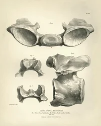 Macrauchenian, esihistoriallisen eläimen, lannenikama, jonka Charles Darwin löysi tutkimusmatkallaan Beaglella. Kapteeni Fitzroyn komennossa vuosina 1832-1836 olleen H.M.S. Beaglen matkan eläintiede, muokattu ja valvottu.