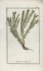 Lycopodium clavatum (Lycopodium clavatum). Litografia Johannes Zornin (1739-1799) teoksesta "Afbeelding der Artseny-Gewassen", Alankomaat.