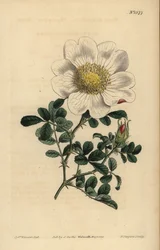Macartneyn ruusu, Rosa bracteata