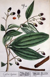 Malabarin kanelikasvi