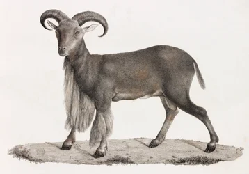 Nisäkkäät: barbaarilammas