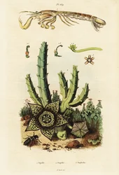 Mantis-katkarapu, tähtikukka ja kovakuoriainen., 1834-1839 (kaiverrus)