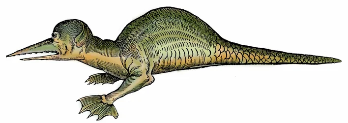 Merilohikäärme (Draco marinus), ksylografia otettu teoksesta "Paralipomena accuratissima historiae omnium animalium quae in voluminibus Aldrovandi desiderantur/Bartholomaeus Ambrosinus... summo labore collegit; Marcus Antonius Berna bibliopola bononiensis 