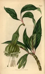 Markea viridiflora (Solandra viridiflora). Käsin väritetty kuparipiirros Samuel Curtisin kasvitieteellisestä aikakauslehdestä, Lontoo.