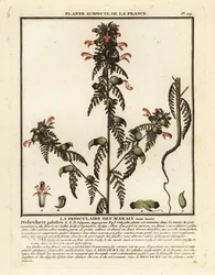 Suotäiheinä, Pedicularis palustris.